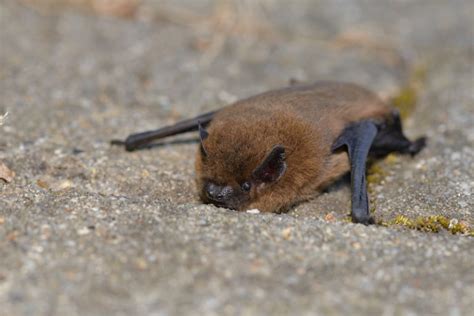 家蝙蝠|アブラコウモリ（家コウモリ）の生態と危険性、駆除と対処法に。